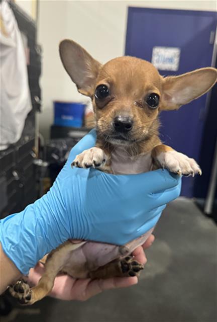 Shelter Stray Male Dog last seen Near BLOCK WOODROW AVE, BAKERSFIELD CA 93308, 3951 Fruitvale Ave, Bakersfield, CA 93308, USA