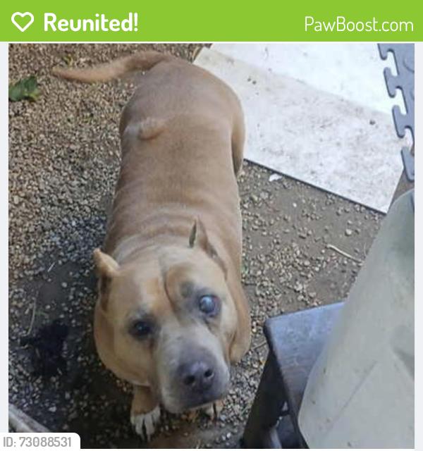 Reunited Female Dog last seen Abbot Kinney, Los Angeles, CA 90291