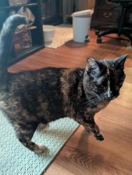 Reunited Female Cat last seen Columbus parkway, Vallejo, CA 94591