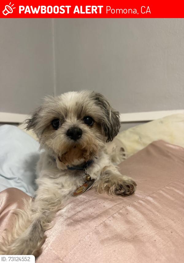 Lost Male Dog last seen Mission, Pomona, CA 91766