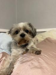 Lost Male Dog last seen Mission, Pomona, CA 91766