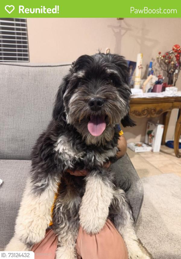 Reunited Male Dog last seen GOLDEN CLUBE CORNWALLIS CT, Eastvale, CA 91752