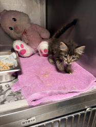 Shelter Stray Female Cat last seen , West Valley Animal Shelter, 20655 Plummer St, Chatsworth, CA 91311, USA