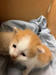 Shelter Stray Male Cat last seen FOUND ON ROAD NEAR PALMETTO BLUFF DRIVE, 2020 Forest St, Jacksonville, FL 32204, USA