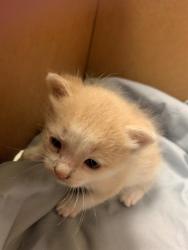 Shelter Stray Male Cat last seen FOUND ON ROAD NEAR PALMETTO BLUFF DRIVE, 2020 Forest St, Jacksonville, FL 32204, USA