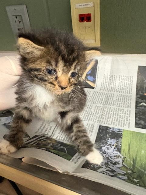 Shelter Stray Female Cat last seen Near BLOCK PALISADES, 2020 Forest St, Jacksonville, FL 32204, USA