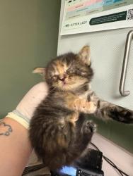 Shelter Stray Female Cat last seen Near BLOCK PALISADES, 2020 Forest St, Jacksonville, FL 32204, USA