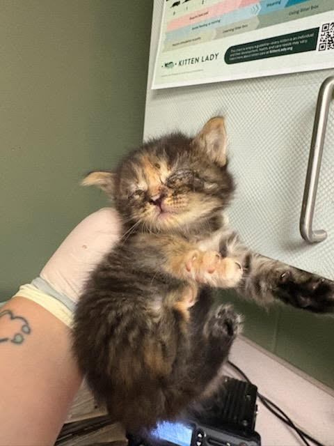 Shelter Stray Female Cat last seen Near BLOCK PALISADES, 2020 Forest St, Jacksonville, FL 32204, USA