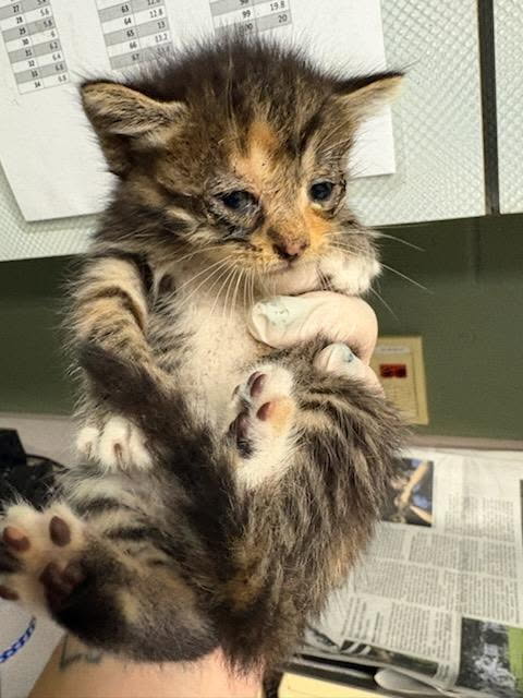 Shelter Stray Female Cat last seen Near BLOCK PALISADES, 2020 Forest St, Jacksonville, FL 32204, USA