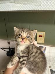 Shelter Stray Female Cat last seen Near BLOCK PALISADES, 2020 Forest St, Jacksonville, FL 32204, USA