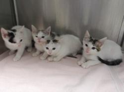 Shelter Stray Female Cat last seen , 11361 W Pico Blvd, Los Angeles, CA 90064, USA