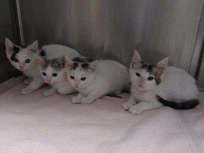 Shelter Stray Female Cat last seen , 11361 W Pico Blvd, Los Angeles, CA 90064, USA