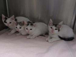 Shelter Stray Female Cat last seen , 11361 W Pico Blvd, Los Angeles, CA 90064, USA