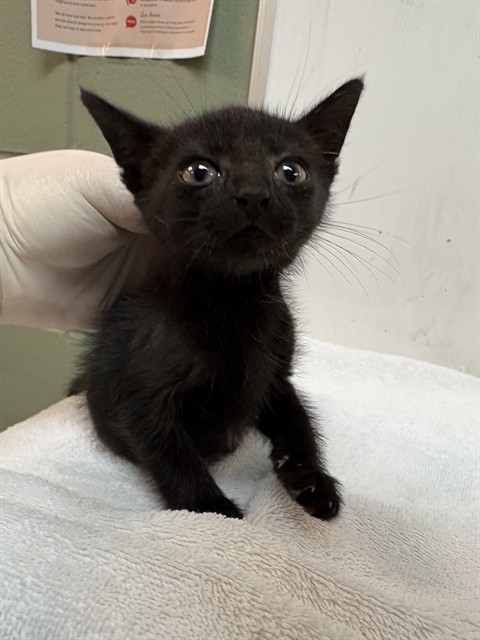 Shelter Stray Male Cat last seen Near BLOCK RAMONA, 2020 Forest St, Jacksonville, FL 32204, USA