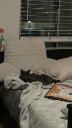 Reunited Female Cat last seen Don and Warburton, Santa Clara, CA 95050