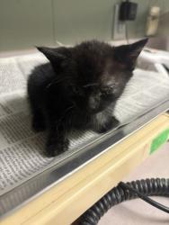 Shelter Stray Female Cat last seen , 2020 Forest St, Jacksonville, FL 32204, USA
