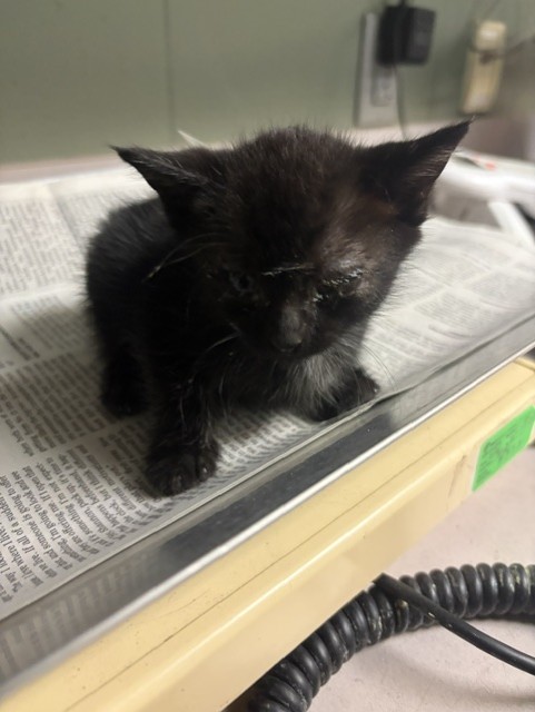 Shelter Stray Female Cat last seen , 2020 Forest St, Jacksonville, FL 32204, USA