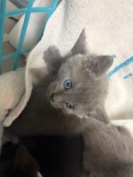 Shelter Stray Female Cat last seen , 2020 Forest St, Jacksonville, FL 32204, USA