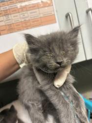 Shelter Stray Female Cat last seen , 2020 Forest St, Jacksonville, FL 32204, USA