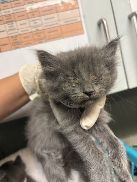 Shelter Stray Female Cat last seen , 2020 Forest St, Jacksonville, FL 32204, USA