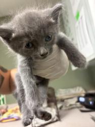 Shelter Stray Female Cat last seen , 2020 Forest St, Jacksonville, FL 32204, USA