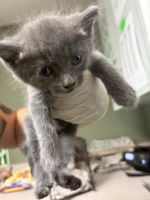 Shelter Stray Female Cat last seen , 2020 Forest St, Jacksonville, FL 32204, USA