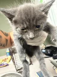 Shelter Stray Male Cat last seen , 2020 Forest St, Jacksonville, FL 32204, USA