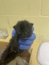 Shelter Stray Male Cat last seen N C ST & AHERN ST, 2127 Front St, Sacramento, CA 95818, USA