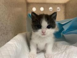 Shelter Stray Female Cat last seen SAN JUAN RD & BINGHAMTON DR, 2127 Front St, Sacramento, CA 95818, USA