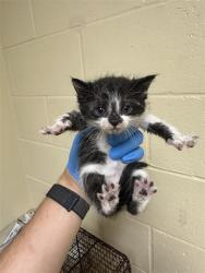 Shelter Stray Female Cat last seen CONNIE DR & NAOMI WAY, 2127 Front St, Sacramento, CA 95818, USA