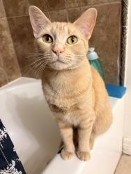 Reunited Female Cat last seen Ryton ln, rainy river, Houston, TX 77088