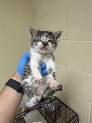 Shelter Stray Male Cat last seen CONNIE DR & NAOMI WAY, 2127 Front St, Sacramento, CA 95818, USA
