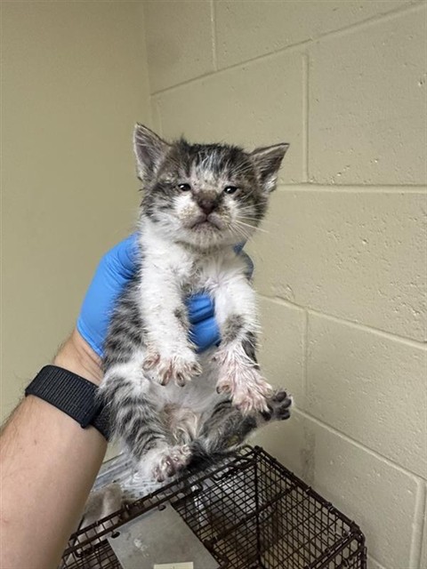 Shelter Stray Male Cat last seen CONNIE DR & NAOMI WAY, 2127 Front St, Sacramento, CA 95818, USA