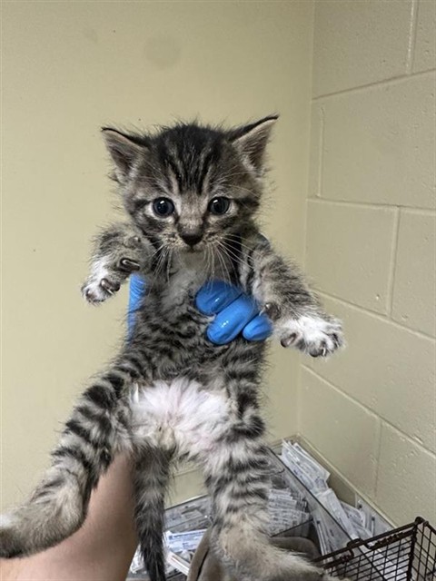 Shelter Stray Male Cat last seen CONNIE DR & NAOMI WAY, 2127 Front St, Sacramento, CA 95818, USA