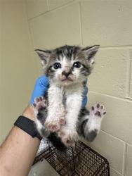 Shelter Stray Male Cat last seen CONNIE DR & NAOMI WAY, 2127 Front St, Sacramento, CA 95818, USA