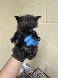 Shelter Stray Male Cat last seen CONNIE DR & NAOMI WAY, 2127 Front St, Sacramento, CA 95818, USA