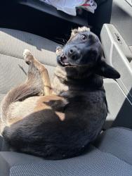 Found/Stray Female Dog last seen By intersection down from grand st, Alameda, CA 94501