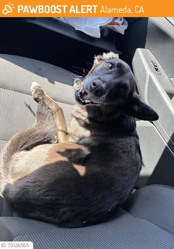 Found/Stray Female Dog last seen By intersection down from grand st, Alameda, CA 94501