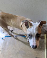 Found/Stray Female Dog last seen Veterans Memorial Park Moore Ok, 4th and Bryant, Moore, OK 73160