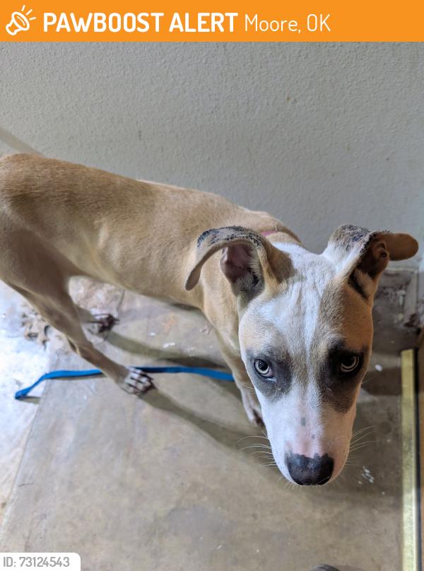 Found/Stray Female Dog last seen Veterans Memorial Park Moore Ok, 4th and Bryant, Moore, OK 73160