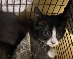 Shelter Stray Female Cat last seen MEADOWVALE AVE & WOOD VIOLET WAY, 2127 Front St, Sacramento, CA 95818, USA