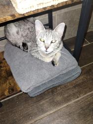 Reunited Female Cat last seen Centennial Park, Tustin, CA 92780
