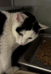 Shelter Stray Female Cat last seen Near S 400 E, SALT LAKE CITY, UT, 84102, 511 W 3900 S, Salt Lake City, UT 84123, USA
