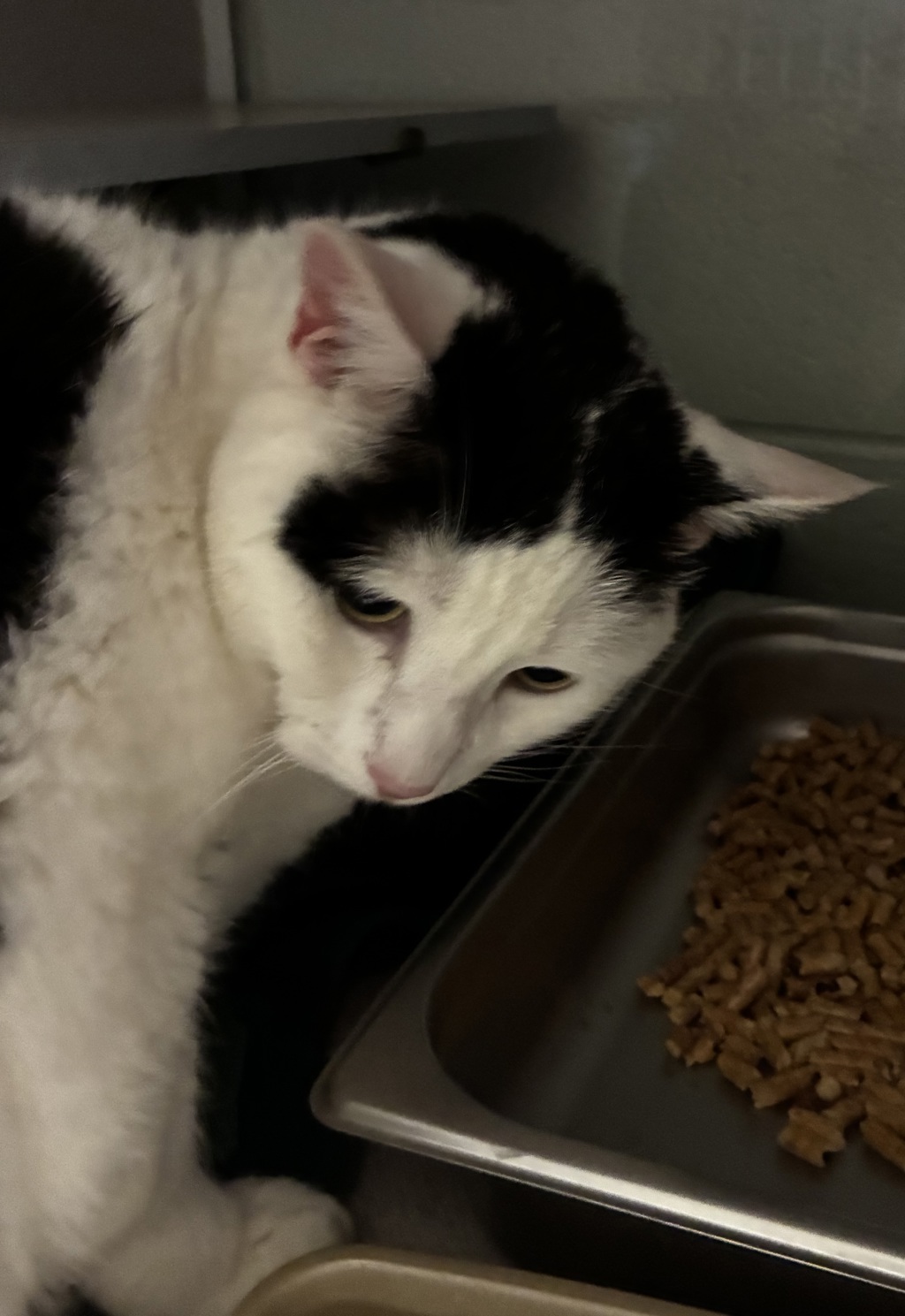 Shelter Stray Female Cat last seen Near S 400 E, SALT LAKE CITY, UT, 84102, 511 W 3900 S, Salt Lake City, UT 84123, USA