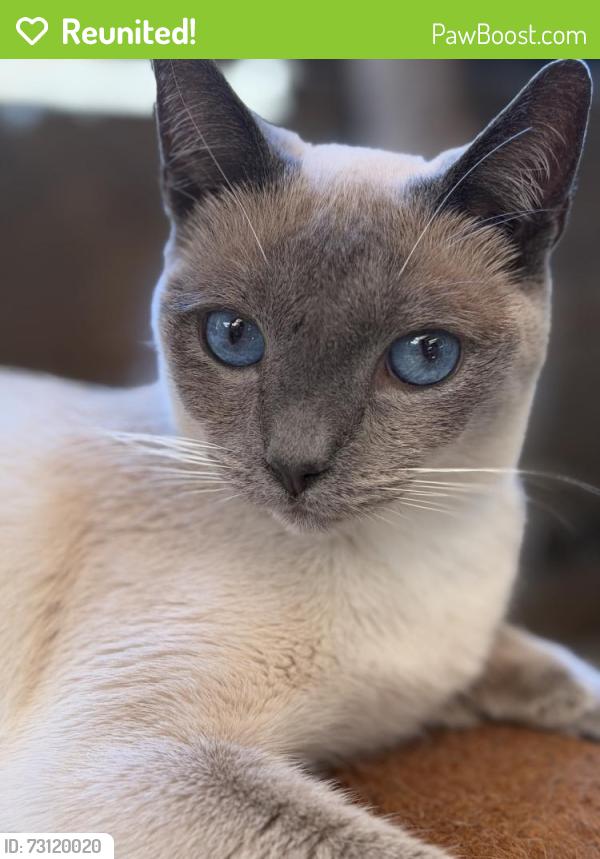 Reunited Female Cat last seen Ellis Lake Concord, Concord, CA 94519