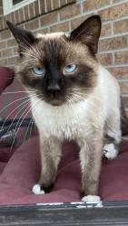 Lost Male Cat last seen greenville road oakhill wv 25901, Fayette County, WV 25901