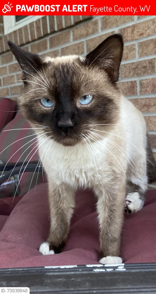Lost Male Cat last seen greenville road oakhill wv 25901, Fayette County, WV 25901