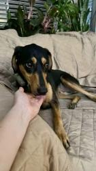 Reunited Male Dog last seen Near st / 98 Ave , Surrey , Douglas Park , B.C, Surrey, BC V3R