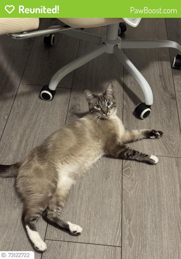 Reunited Male Cat last seen Scampi Ct & Fite Park, Elk Grove, CA 95758