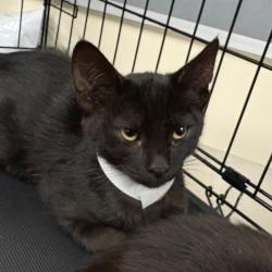 Shelter Stray Male Cat last seen , 361 S Raymond Ave, Pasadena, CA 91105, USA